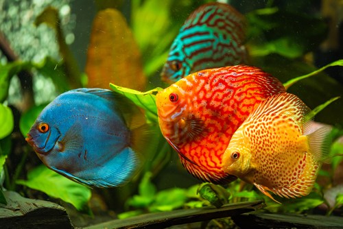 New discus fish added to your aquarium