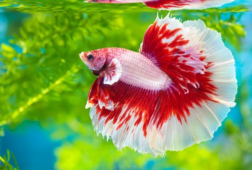 Tank conditions of betta fish