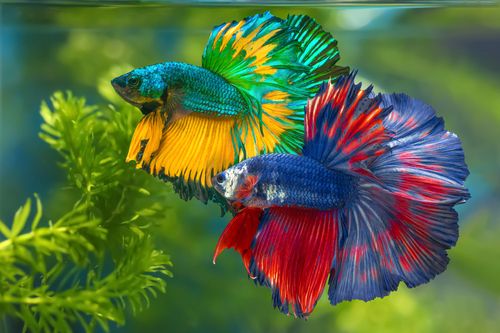 Factors that affect the survival of an unfed betta fish