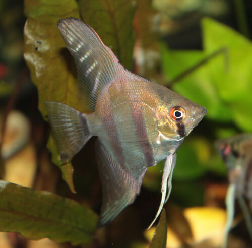 water quality for angel fish