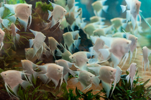 Overstocking angel fish