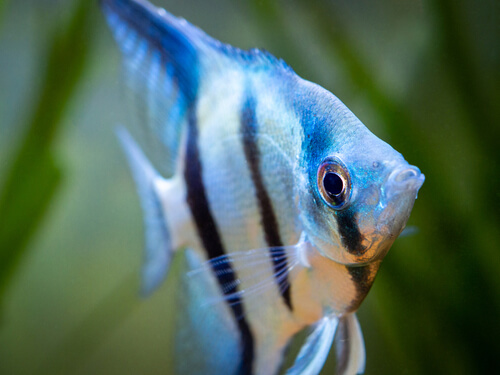 patterns of angelfish