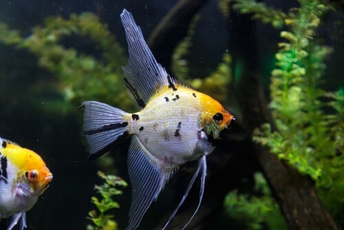 Overfeeding angel fish