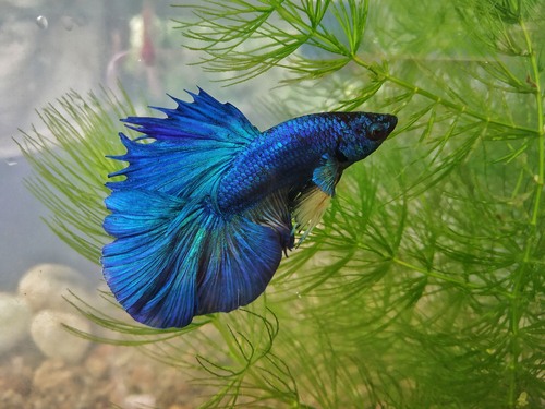 Betta fish not moving