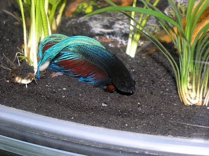 Betta fish is sticking to the bottom of the tank 