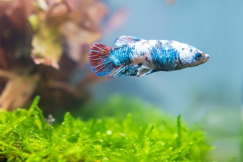 Caring for betta fish