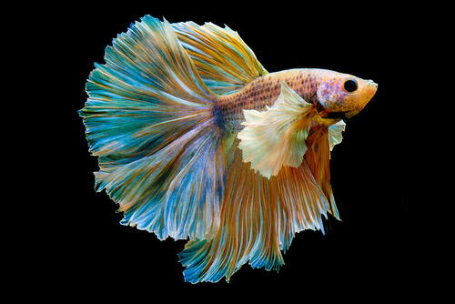 Color works with betta fish