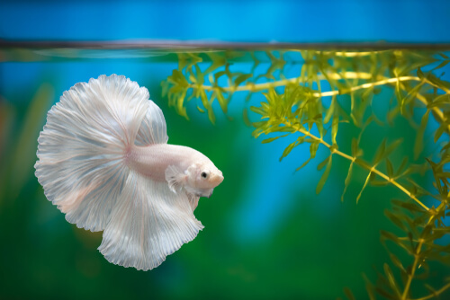 Feeding to white betta fish 