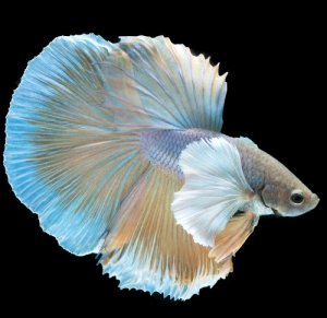 Read more about the article Do Betta Fish Sleep?<span class="wtr-time-wrap after-title"><span class="wtr-time-number">8</span> min read</span>