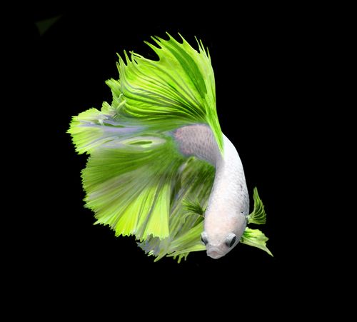 What should you do when your betta fish is not eating