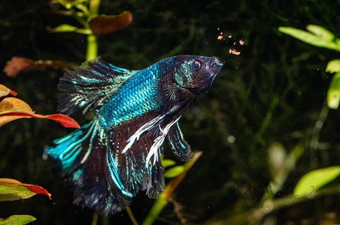 betta fish eating