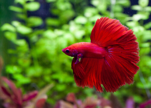 Feed your betta while away