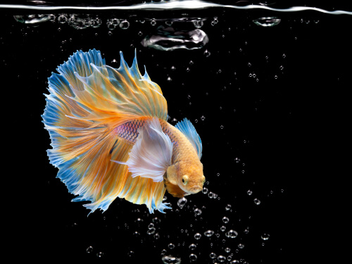 Temperature and water parameters in betta fish