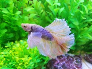 Read more about the article Why Is My Betta Fish Not Eating?<span class="wtr-time-wrap after-title"><span class="wtr-time-number">8</span> min read</span>