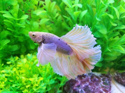 Stress in betta fish 