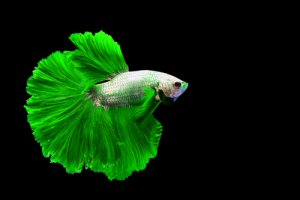 Read more about the article How Big Do Betta Fish Get?<span class="wtr-time-wrap after-title"><span class="wtr-time-number">5</span> min read</span>