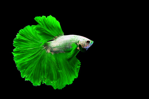 Read more about the article How Big Do Betta Fish Get?