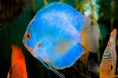 Bloating in discus fish