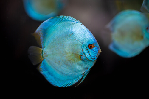 Loss of color in discus fish