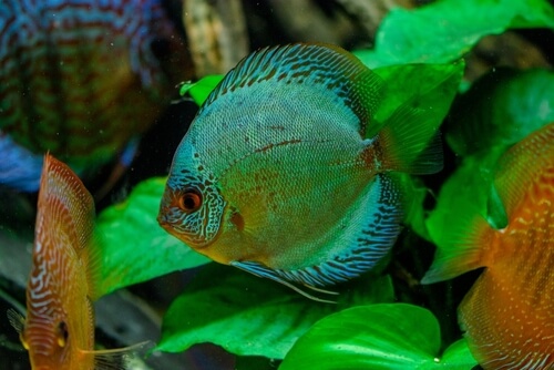 Sluggishness in discus fish