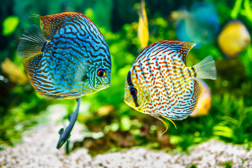 Water parameters in discus fish