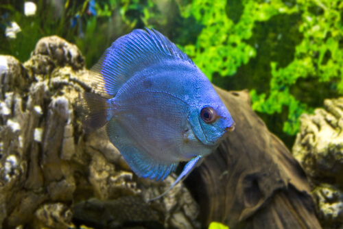 discus fish with low water temperature 