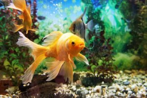 Read more about the article How Long Can A Goldfish Go Without Food?<span class="wtr-time-wrap after-title"><span class="wtr-time-number">7</span> min read</span>