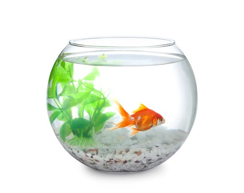 Signs and symptoms of goldfish behavior before death