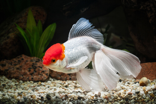 Swim Bladder Disease in goldfish