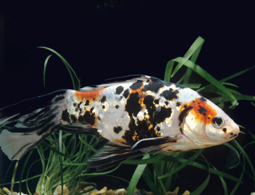 Infections in goldfish