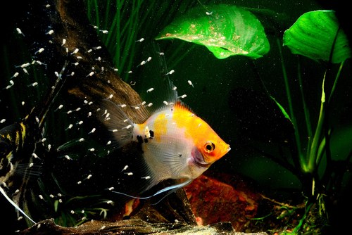 Tanks water quality in angelfish