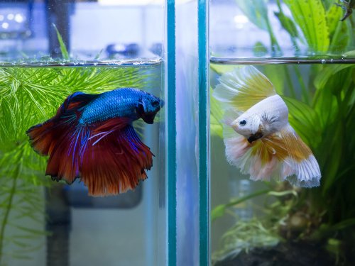 Create a perfectly heated environment in betta fish tank