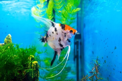 Angelfish behavior before death