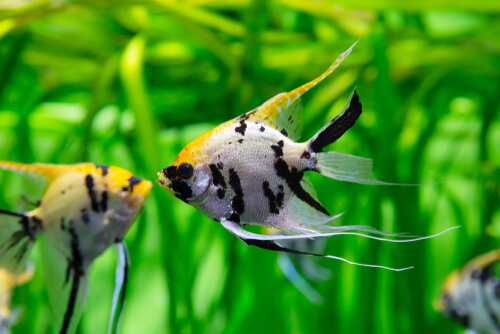 Gravid angelfish