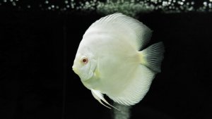 Read more about the article Why Is My Discus Fish Losing Color (Turning Black Or White)?<span class="wtr-time-wrap after-title"><span class="wtr-time-number">7</span> min read</span>