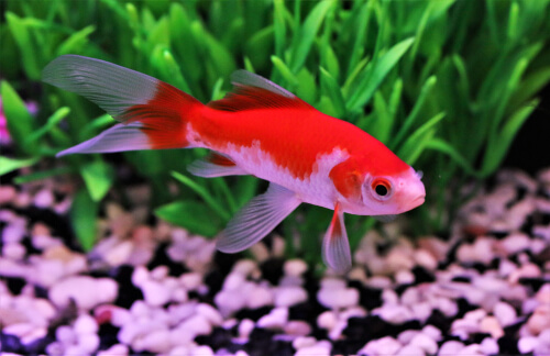 Genetics of goldfish