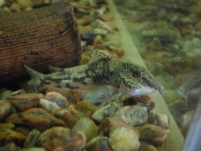 Banded Corydoras