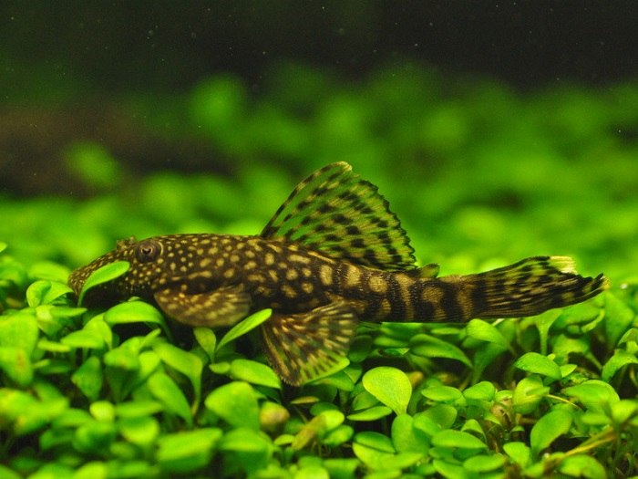 Bristlenose Pleco