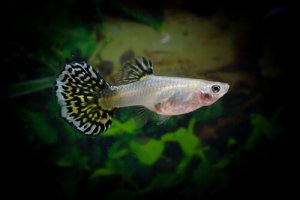 Read more about the article Guppy Fish Behavior Before Death<span class="wtr-time-wrap after-title"><span class="wtr-time-number">8</span> min read</span>