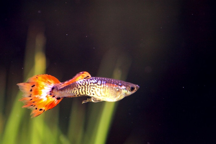 Clamped fins in guppy fish