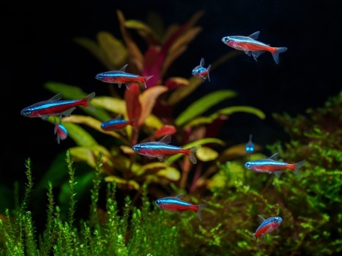 Avoid Overcrowding in Neon Tetra tank