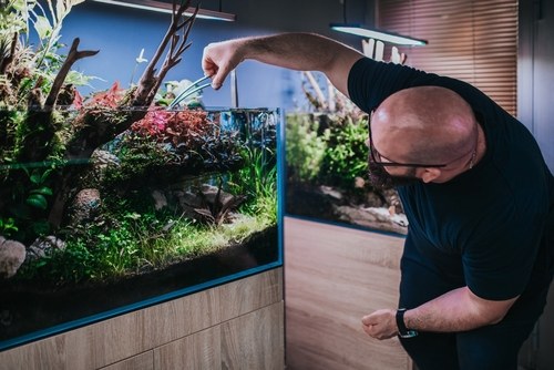 Tank maintenance of white betta fish