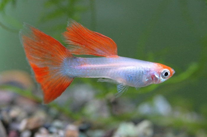 Discoloration in guppy fish