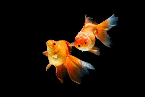 Make your goldfish to mate