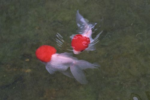 Goldfish mating process