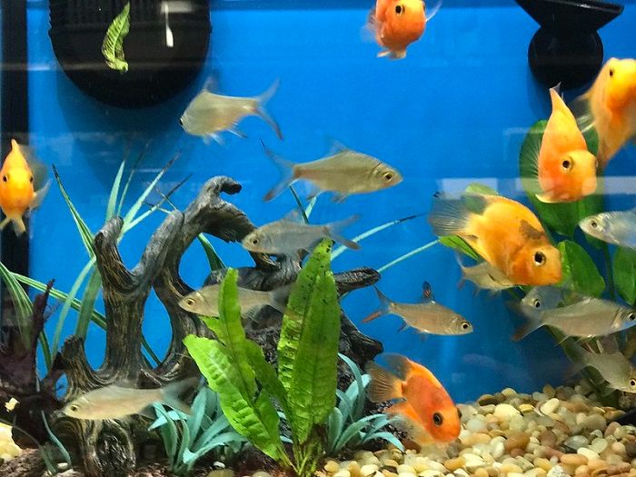 Comet goldfish tankmates and habitat