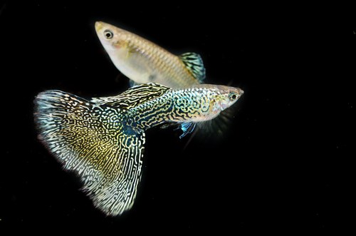 Guppy fish mating behavior