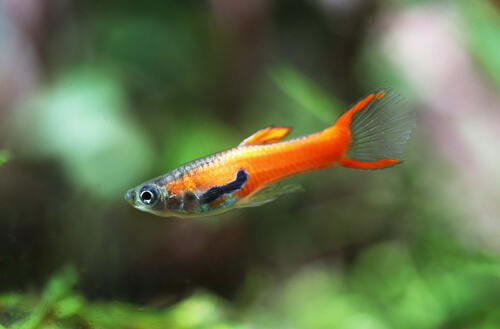 Genetics of guppy