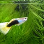 Why Is My Guppy Fish Losing Color (Turning Black Or White)?