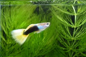 Read more about the article Why Is My Guppy Fish Losing Color (Turning Black Or White)?<span class="wtr-time-wrap after-title"><span class="wtr-time-number">8</span> min read</span>